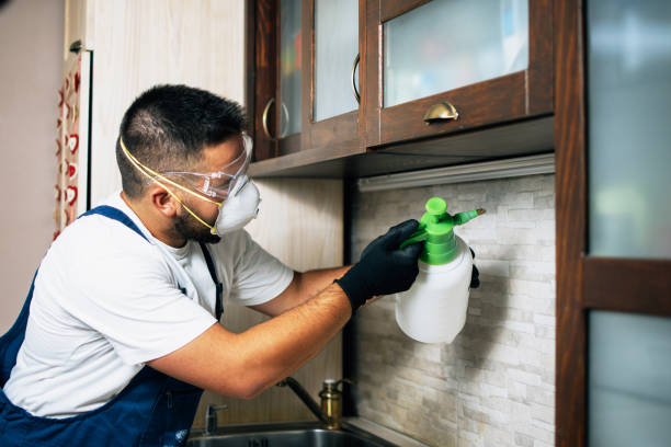 Best Wasp Removal Services  in Ashdown, AR