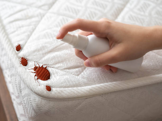 Best Insect Control  in Ashdown, AR