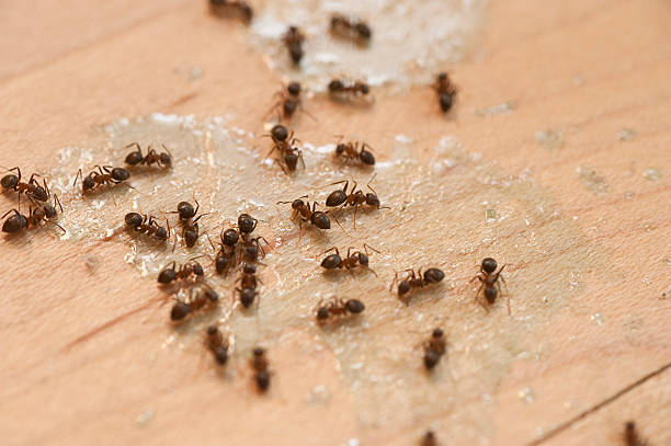 Professional Pest Control in Ashdown, AR