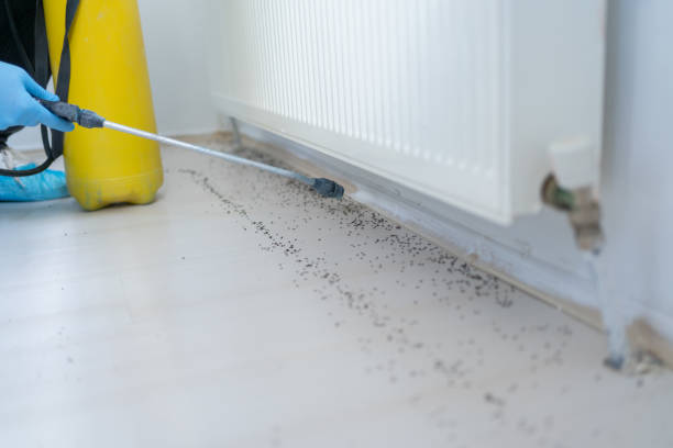 Best Mosquito Control Services  in Ashdown, AR