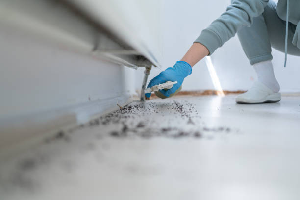 Best Emergency Pest Control  in Ashdown, AR